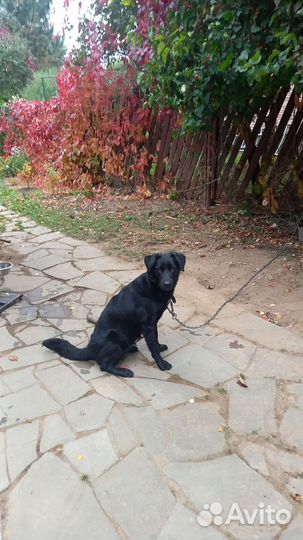 Собаки бесплатно