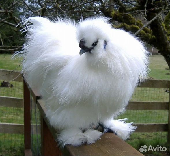 Китайские пушистики