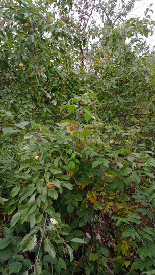 Участок 9 сот. (СНТ, ДНП)