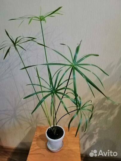 Продам циперус