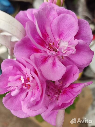 Комнатные растения цветы