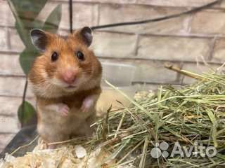 Хомяк сирийский