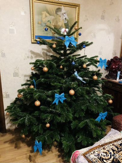 Пихта нордмана живая