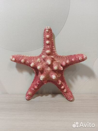 Сувениры из ракушек (ракушки, морская звезда)