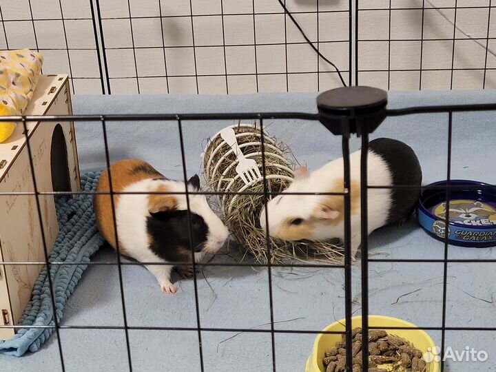 Морские свинки