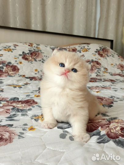 Голубое золото шиншилла мальчик ay12