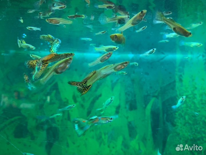 Рыбки гуппии