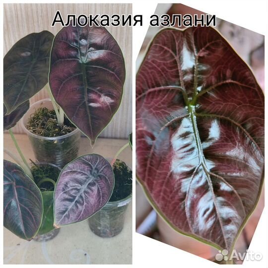 Алоказии