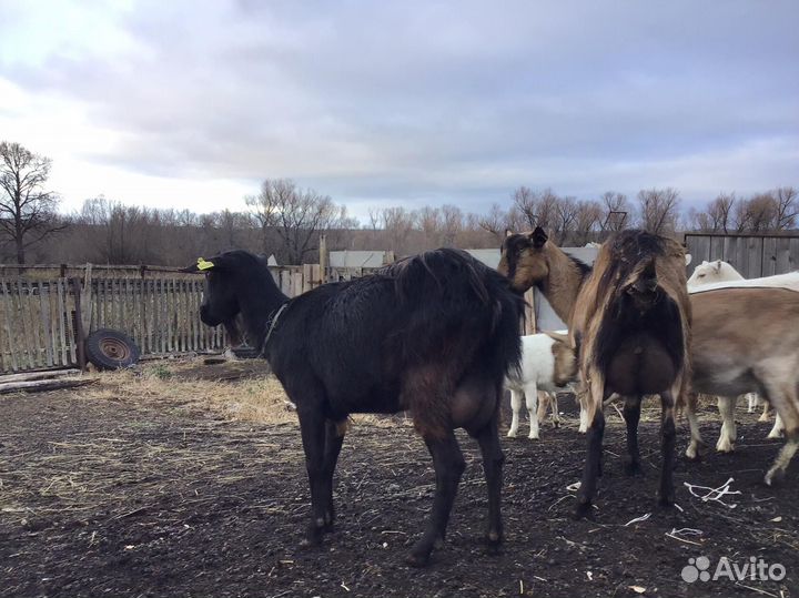 Дойные козы