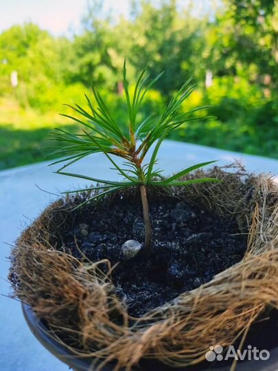 Саженцы кедра (сосна корейская)