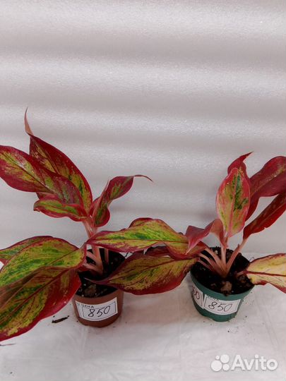 Комнатные растения цветы