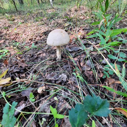 Грибы маринованные подберезовики