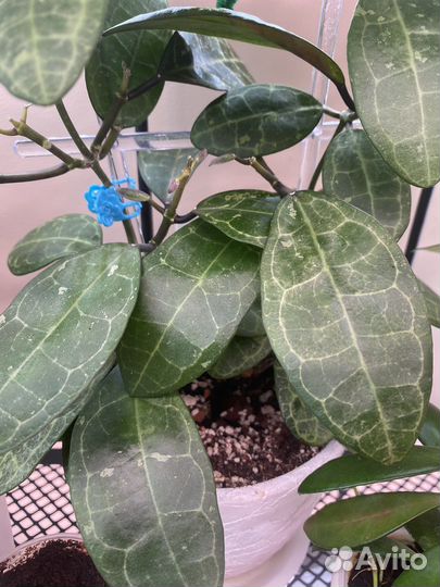 Хойя эллиптика сплэш,матильда,Лакуноза силь,давида