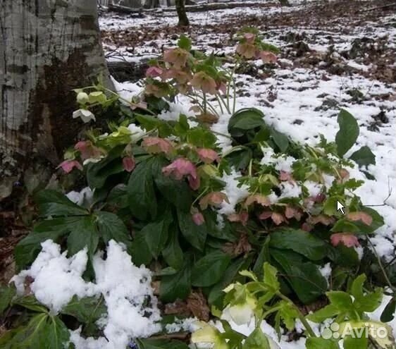 Морозник саженцы