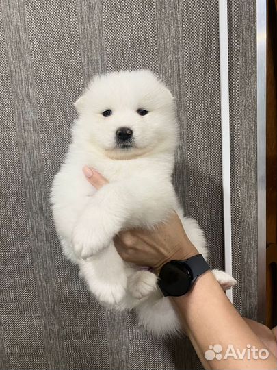 Щенки самоеда