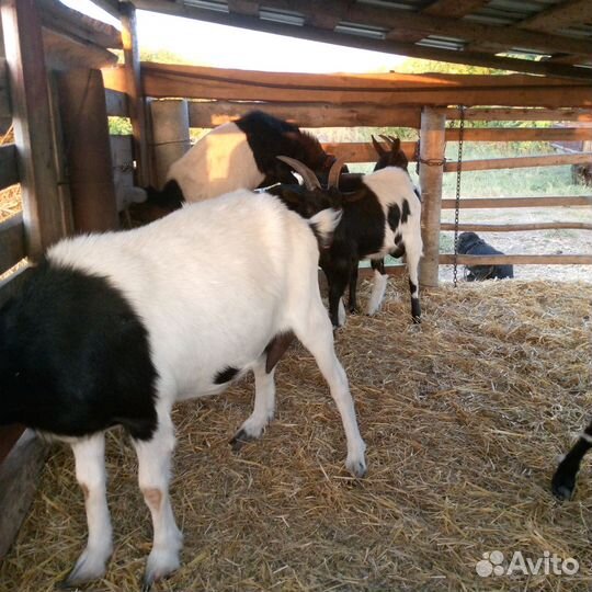 Козы и козлята