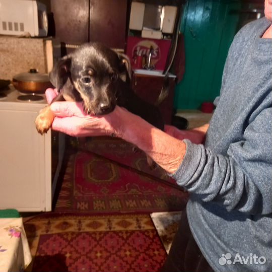 Женонок,тои,теиреи