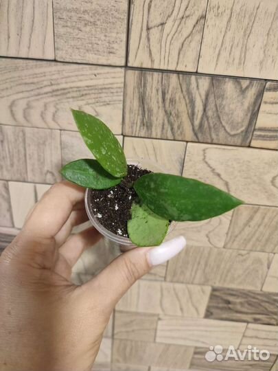 Хойя грацилис