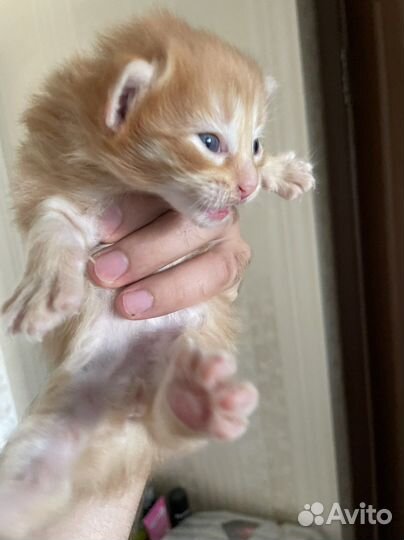 Кошка с котенком