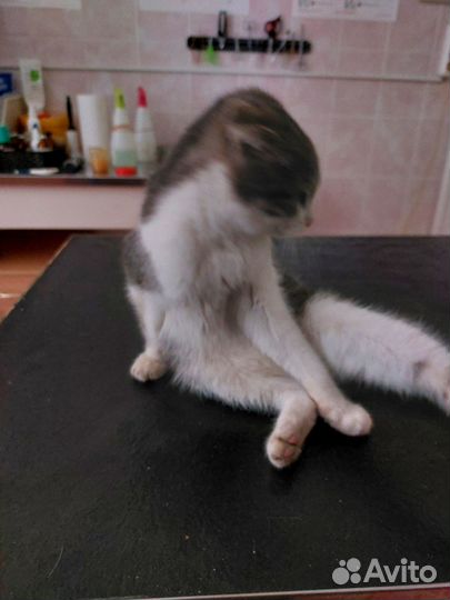 Особенная кошечка ищет дом