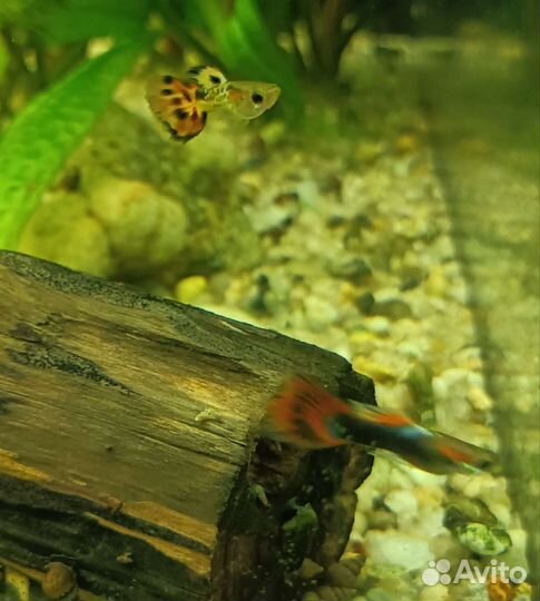 Гуппи молодняк