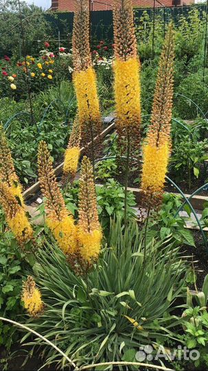 Эремрус (лисий хвост)