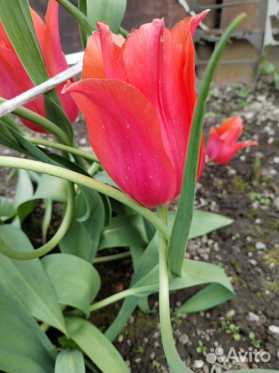 Луковицы тюльпанов