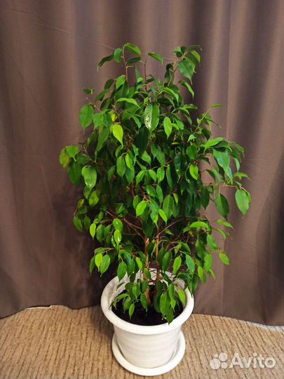 Фикус Бенджамина(в горшке на 10 л.)