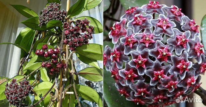 Хойи, более 30 сортов