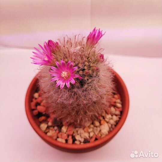 Mammillaria bocasana