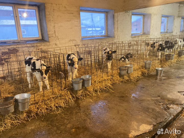 Холмогоры бычки телята