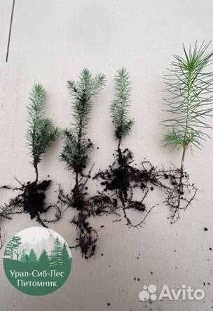 Зкс Сосна сеянцы Ели Лиственницы окс Голуб Горная