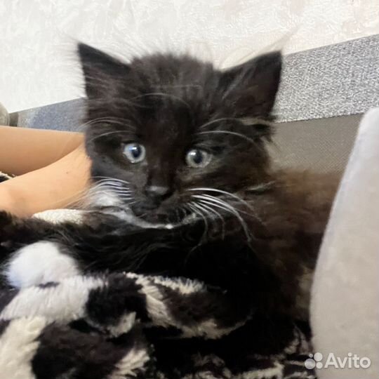 Сиамский кот