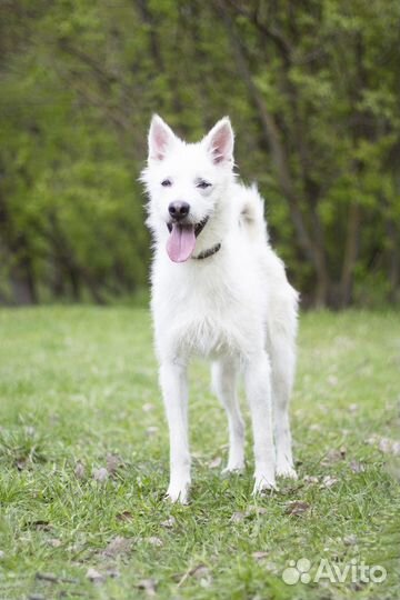 Собака метис в добрые руки