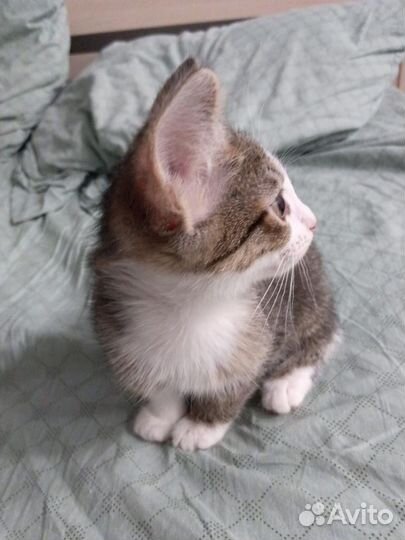 Кошка и котята