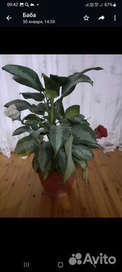 Диффенбахия крупнолистая