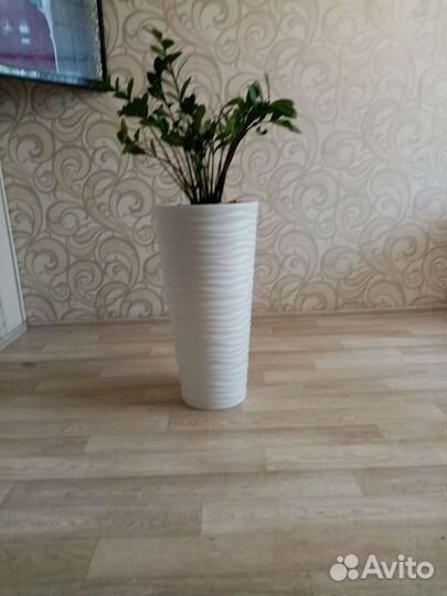 Замиокулькас с горшком