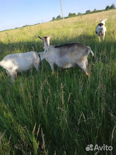 Коза дойная альпийская