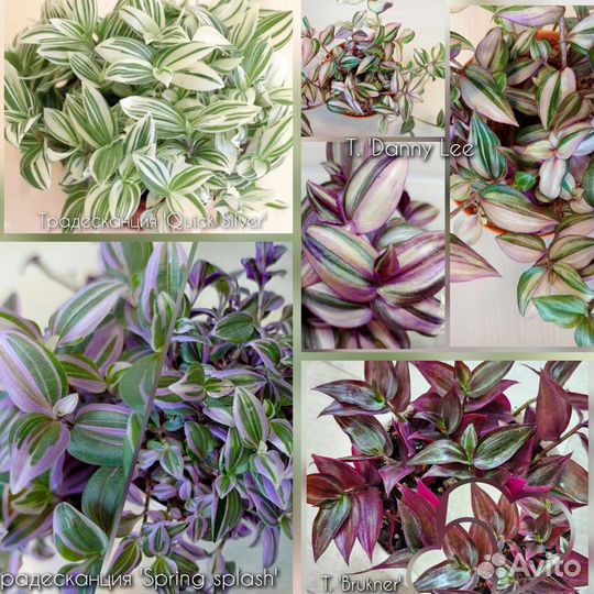 Традесканции сортовые