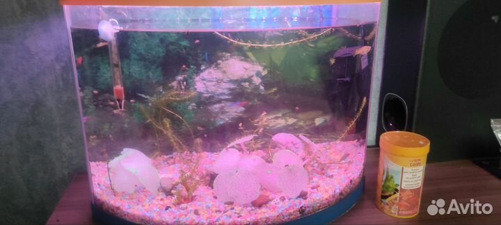 Аквариум с рыбками