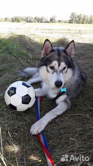 Вязка кобель