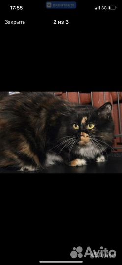 Кошка в надежные любящие руки