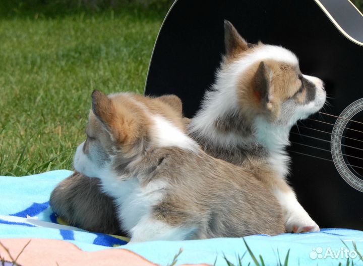 Вельш корги пемброк