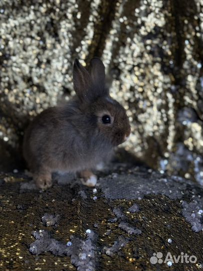 Кролики карликовые гермелин