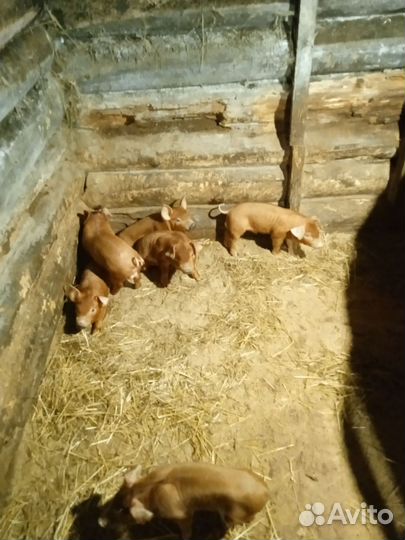 Поросята породы дюрок