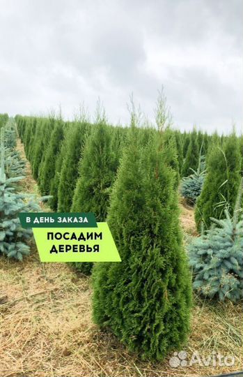Туи Смарагд 1,4-1,6 м