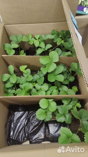 Рассада клубники