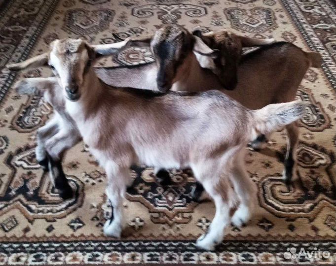 Козочки чехо-нубийские,альпо-чешские,камори козлик