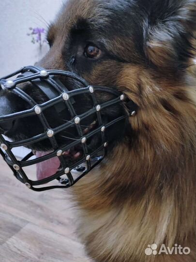 Намордники