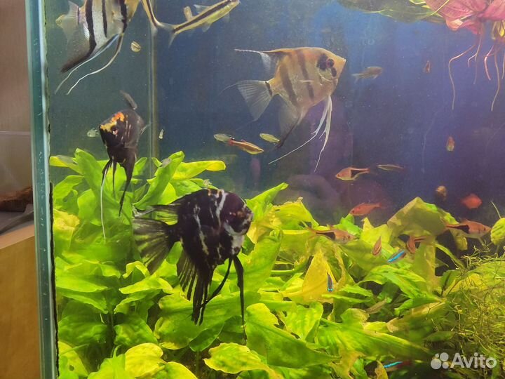 Аквариумные рыбки отдам бесплатно